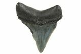 Serrated, Juvenile Megalodon Tooth - South Carolina #298769-1